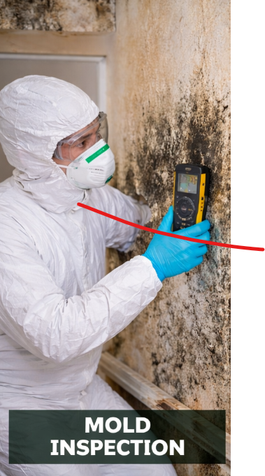 Mold Inspection